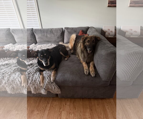 Medium Photo #3 German Shepherd Dog Puppy For Sale in La Grange , NC, USA