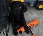 Small #6 Labrador Retriever