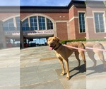 Small #6 Labrador Retriever Mix