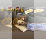 Small Photo #10 Labrador Retriever Puppy For Sale in TULARE, CA, USA