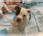 Small Photo #5 American Bulldog Puppy For Sale in CHATSWORTH, CA, USA