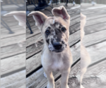 Small #1 Catahoula Leopard Dog-German Shepherd Dog Mix