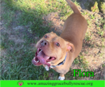 Small American Pit Bull Terrier Mix