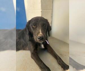 Labrador Retriever-Unknown Mix Dogs for adoption in Visalia, CA, USA