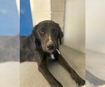 Small Labrador Retriever Mix