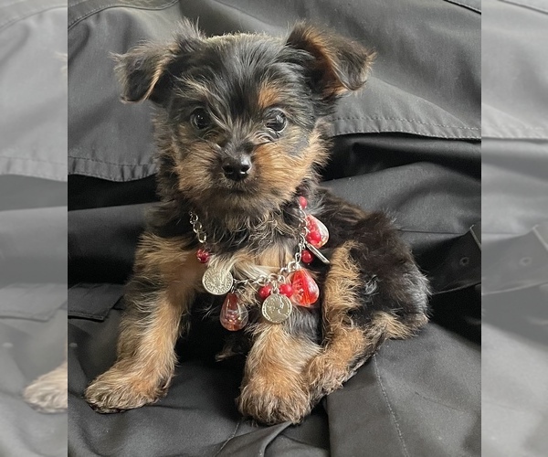 Medium Photo #4 Yorkshire Terrier Puppy For Sale in TRACY, CA, USA