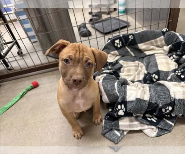 Medium Photo #2 Pug-Staffordshire Bull Terrier Mix Puppy For Sale in Cave Creek, AZ, USA