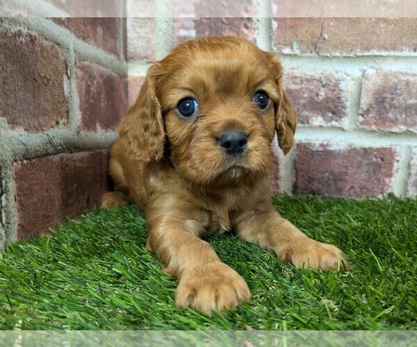 Medium Photo #9 Cavalier King Charles Spaniel Puppy For Sale in MOBERLY, MO, USA