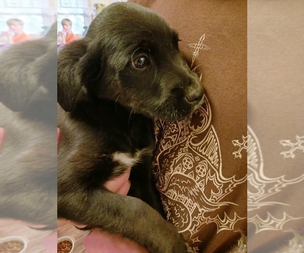 Medium Photo #12 Golden Newfie Puppy For Sale in SHEBOYGAN FALLS, WI, USA