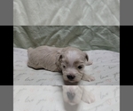Small #3 Maltipoo (Miniature)