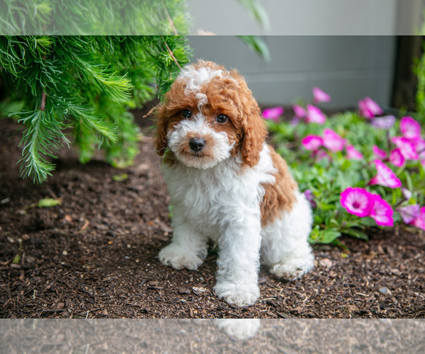 Medium Photo #2 Poodle (Miniature) Puppy For Sale in FREDERICKSBURG, OH, USA
