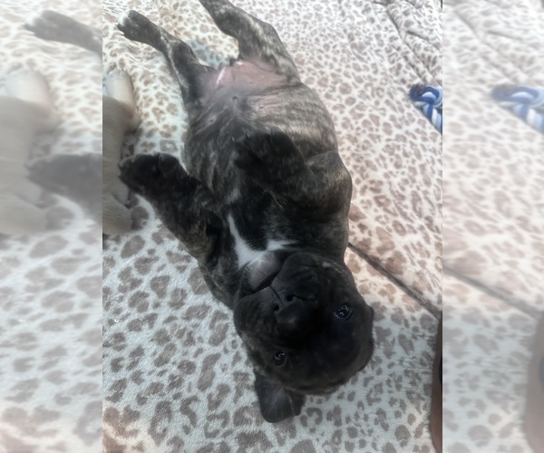 Medium Photo #5 Cane Corso-Mastiff Mix Puppy For Sale in NEW CANEY, TX, USA