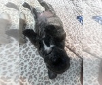 Small Photo #6 Cane Corso-Mastiff Mix Puppy For Sale in NEW CANEY, TX, USA