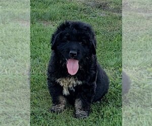 Caucasian Shepherd Dog Puppy for sale in SALINAS, CA, USA
