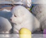 Small Photo #7 Samoyed Puppy For Sale in BROOMFIELD, CO, USA