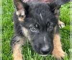 Small Photo #12 German Shepherd Dog Puppy For Sale in JURUPA VALLEY, CA, USA