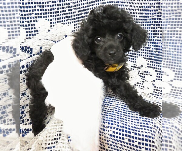 Medium Photo #3 Poodle (Miniature) Puppy For Sale in HARTVILLE, MO, USA