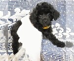 Small Photo #3 Poodle (Miniature) Puppy For Sale in HARTVILLE, MO, USA