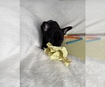 Small #8 French Bulldog