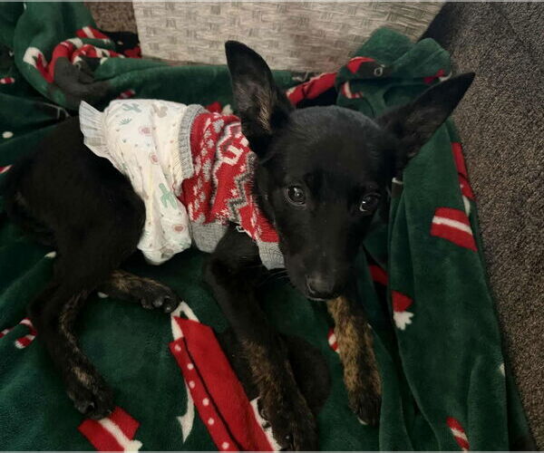 Medium Photo #2 Labrador Retriever-Unknown Mix Puppy For Sale in Princeton, MN, USA