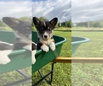 Puppy Lemon Pembroke Welsh Corgi