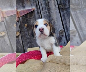 Beagle Puppy for sale in COLVILLE, WA, USA