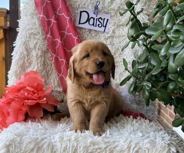 Medium Photo #1 Golden Retriever Puppy For Sale in THORP, WI, USA