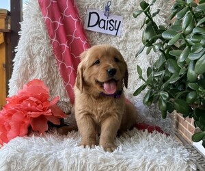 Golden Retriever Puppy for sale in THORP, WI, USA