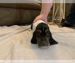 Small Photo #10 Basset Hound Puppy For Sale in MUNCIE, IN, USA