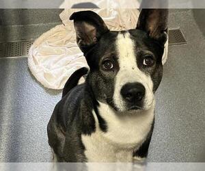 American Pit Bull Terrier-Unknown Mix Dogs for adoption in Orange, CA, USA