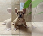 Small #2 French Bulldog