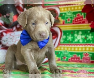Labrador Retriever Puppy for sale in LANCASTER, PA, USA
