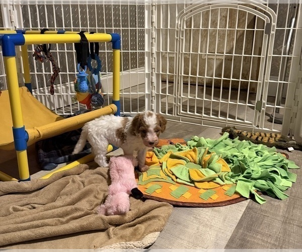 Medium Photo #18 Goldendoodle (Miniature) Puppy For Sale in ELBERT, CO, USA