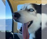Small #2 Siberian Husky