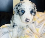 Small Photo #14 Sheepadoodle Puppy For Sale in HUNTINGTON BEACH, CA, USA