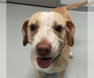 Labrador Retriever-Unknown Mix Dogs for adoption in St. Cloud, FL, USA
