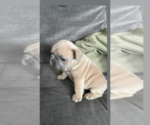 French Bulldog Puppy for sale in CHICAGO, IL, USA
