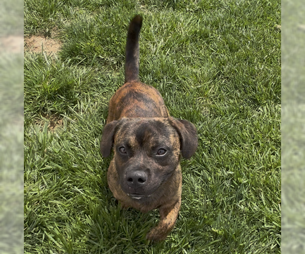 Medium Photo #2 Basset Hound-Unknown Mix Puppy For Sale in Sistersville, WV, USA