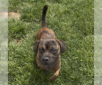 Small #1 Basset Hound Mix