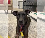Small #19 American Pit Bull Terrier-Labrador Retriever Mix