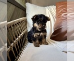 Small #4 YorkiePoo