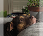 Small #5 American Bulldog-Bullmastiff Mix