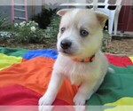 Small Photo #5 Pomsky Puppy For Sale in OCALA, FL, USA