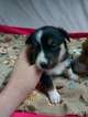 Small Photo #5 Border Collie-Pembroke Welsh Corgi Mix Puppy For Sale in ORCHARD, CO, USA