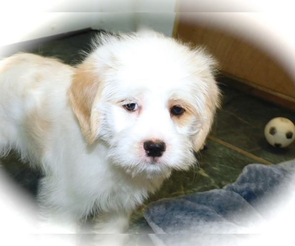 Medium Photo #3 Ratshi Terrier Puppy For Sale in HAMMOND, IN, USA