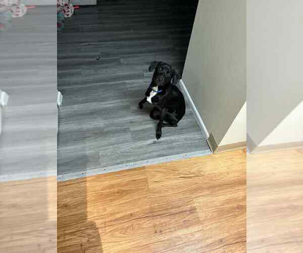 Medium Photo #2 Labrador Retriever Puppy For Sale in FRAMINGHAM, MA, USA