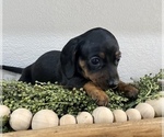 Small Photo #2 Dachshund Puppy For Sale in WEST PLAINS, MO, USA