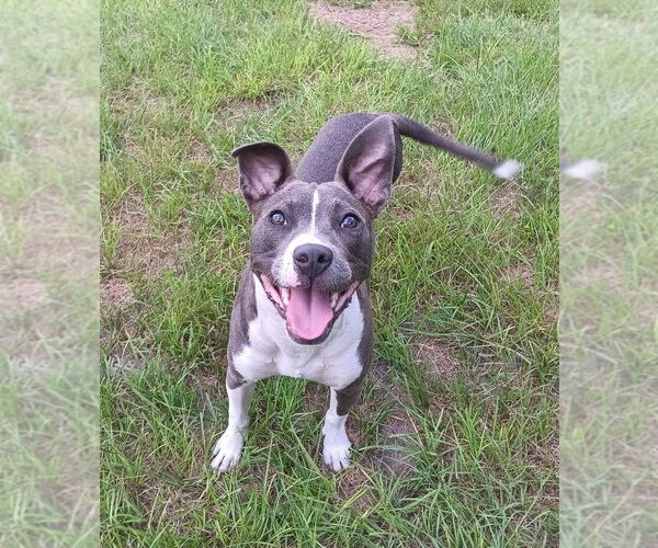 Medium Photo #1 Mutt Puppy For Sale in oakland, FL, USA