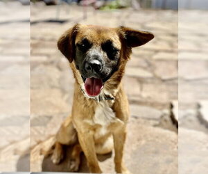 Pancho - Male Golden Retriever-Unknown Mix Dog for Adoption - Photo #2