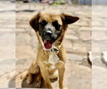 Small Photo #2 Golden Retriever-Unknown Mix Puppy For Sale in San Diego, CA, USA